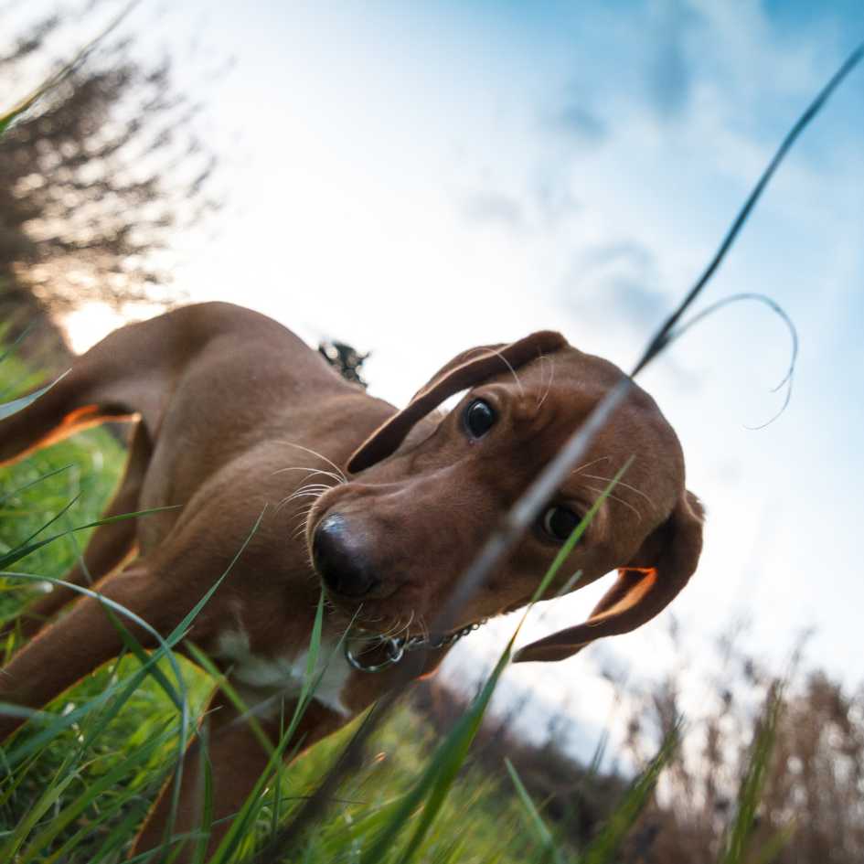 History and Origin of Bloodhound Dog