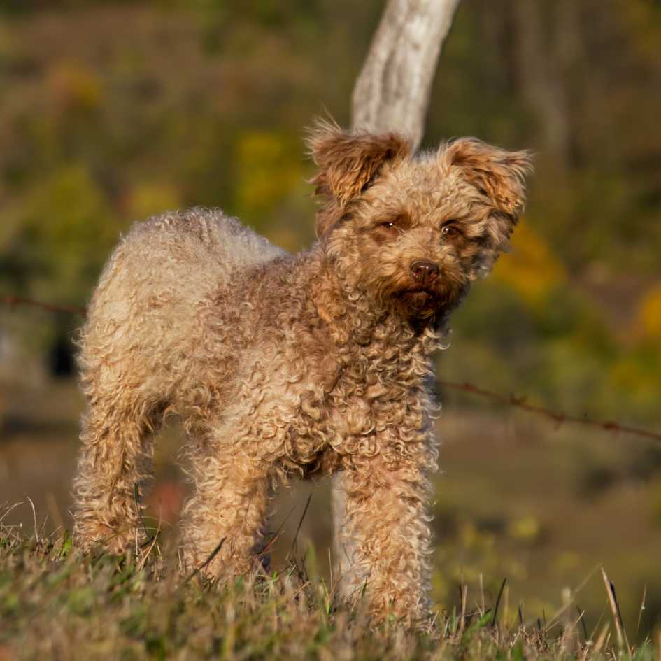 History and Origin of Pumi Dog