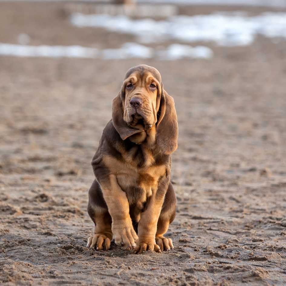 Is a Bloodhound the Right Dog for You