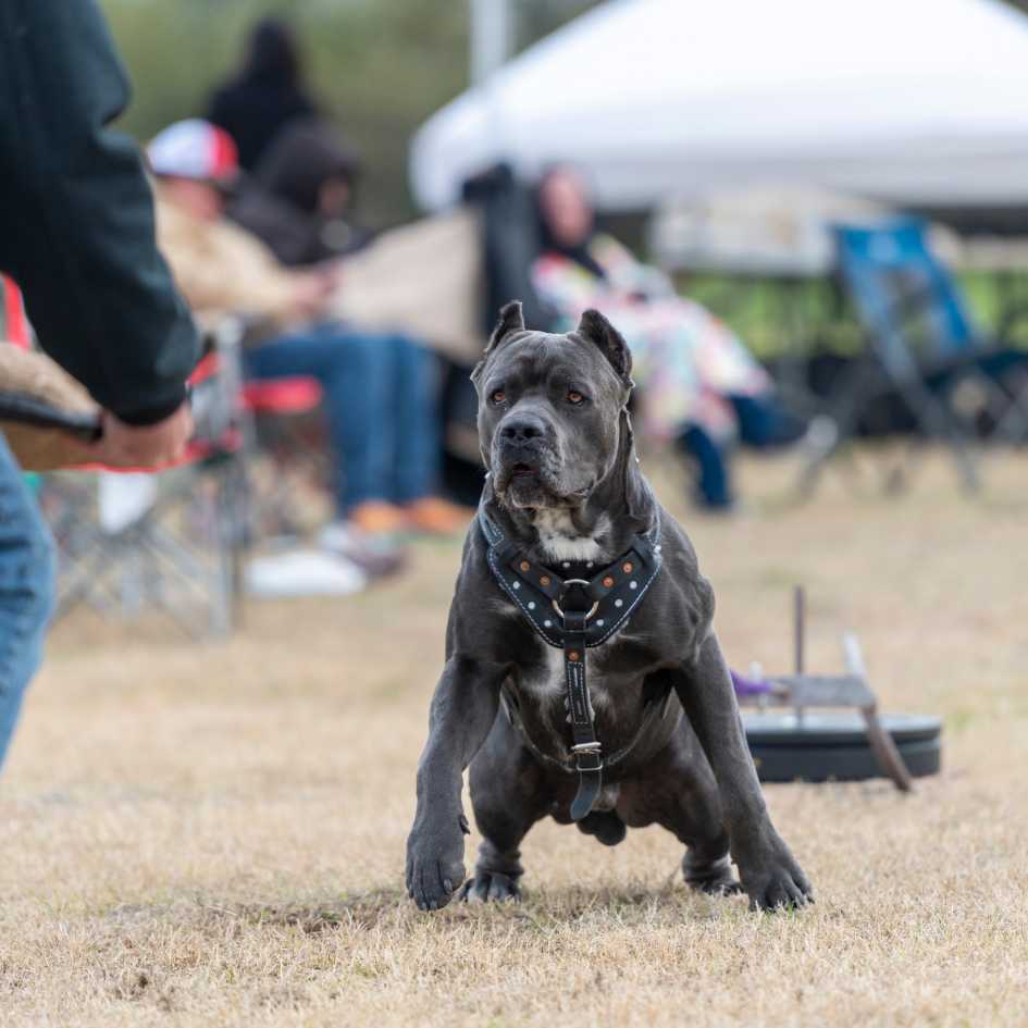 Is the Cane Corso Right for You