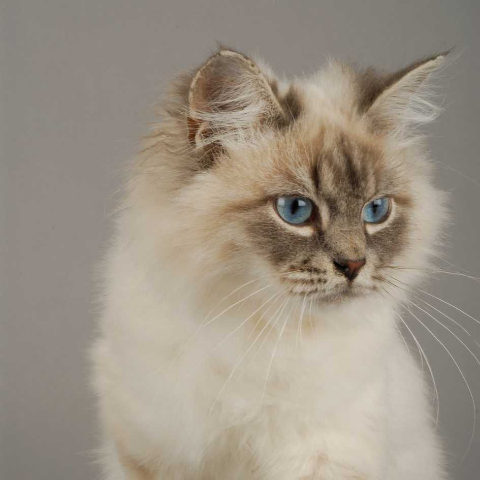 Personality and Temperament of Siberian Cat