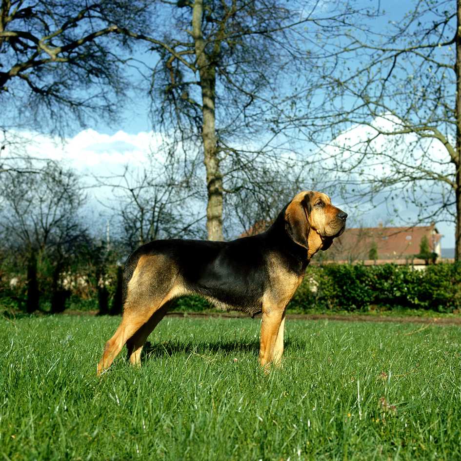 Physical Characteristics of Bloodhound Dog