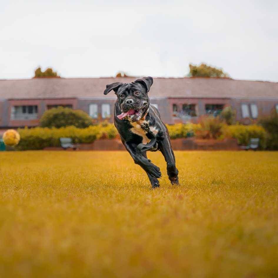 Physical Traits of the Cane Corso