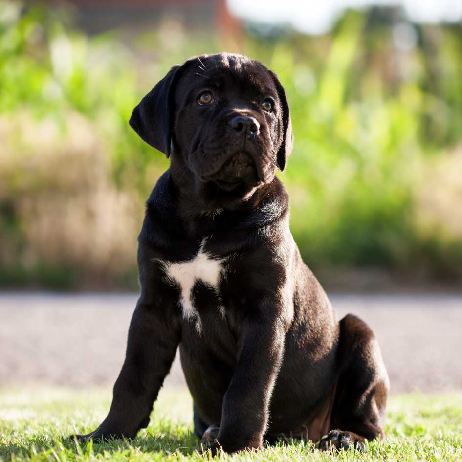 Price of a Cane Corso in India