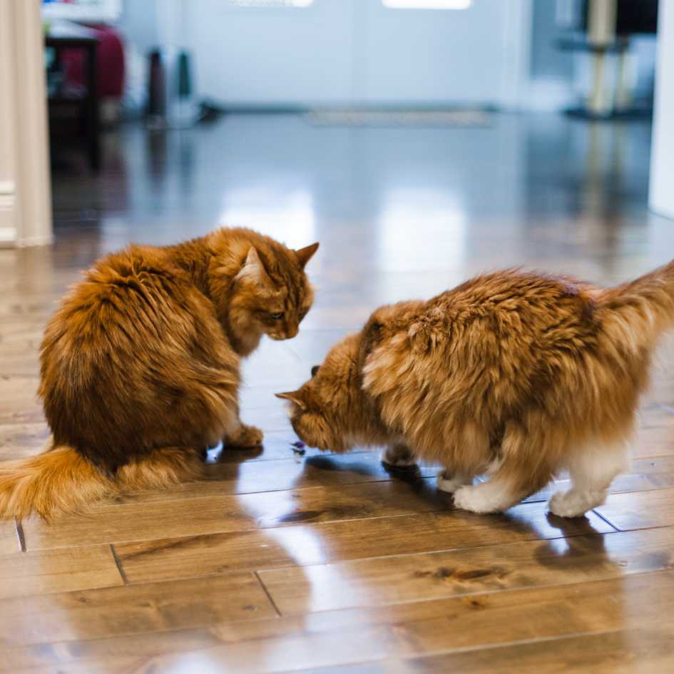 Pros and Cons of Owning a Siberian Cat