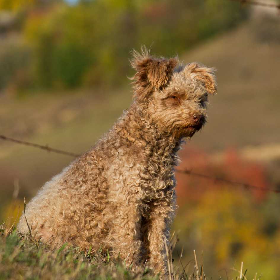 Pumi Dog Health and Lifespan