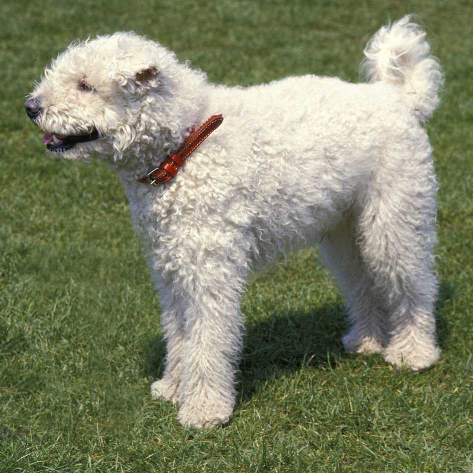 Pumi Dog Physical Characteristics