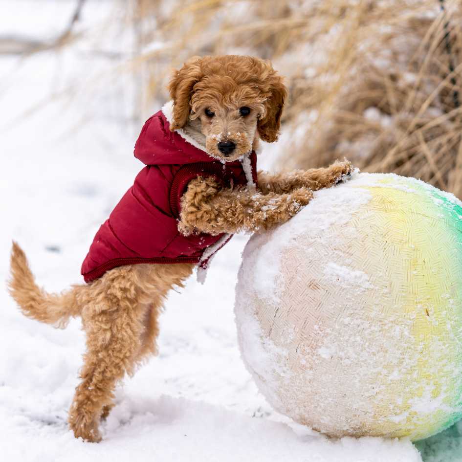 Pumi Dog Price in India