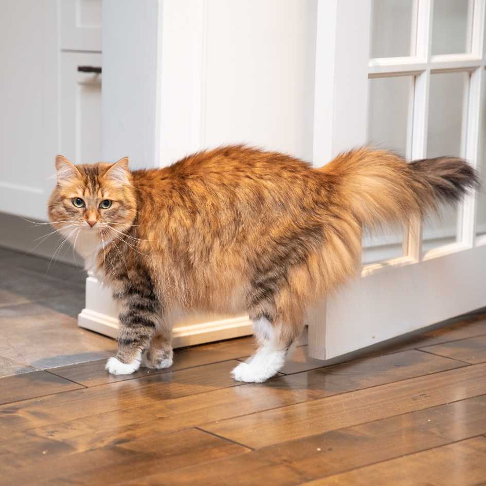 Siberian Cat Care and Grooming