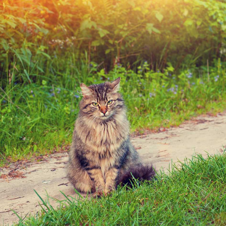 Siberian Cat Physical Characteristics