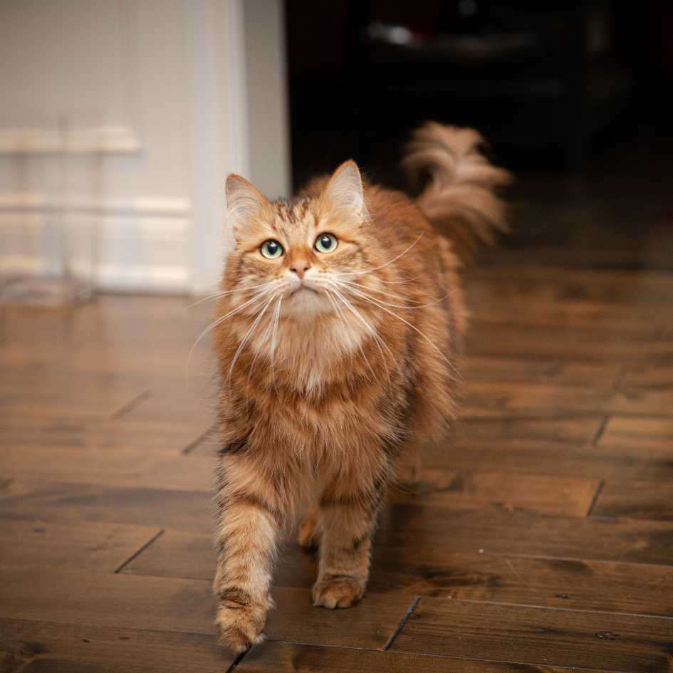 Siberian Cat