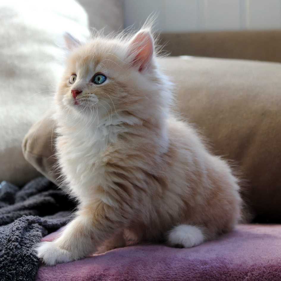 Siberian Kitten