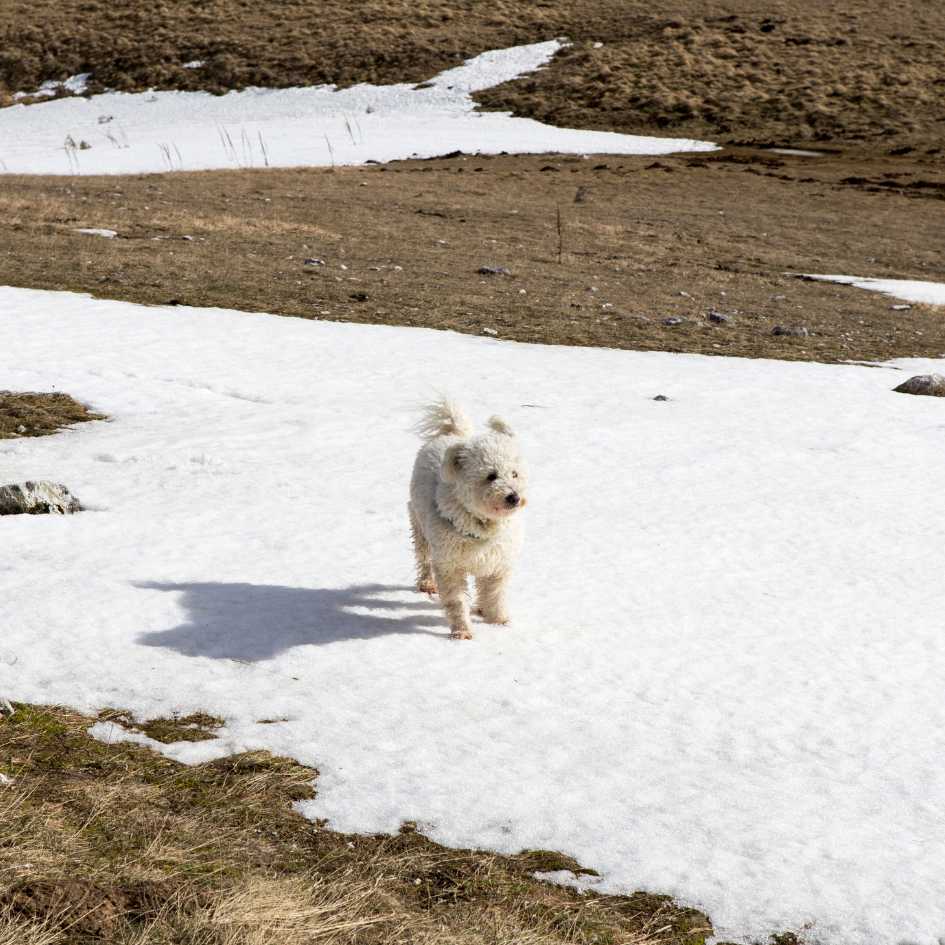 Temperament and Personality of Pumi Dog