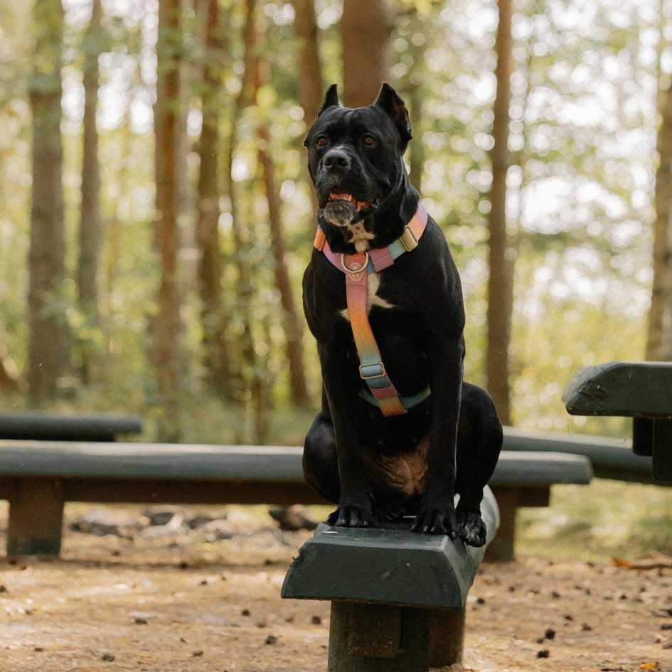 The History of the Cane Corso