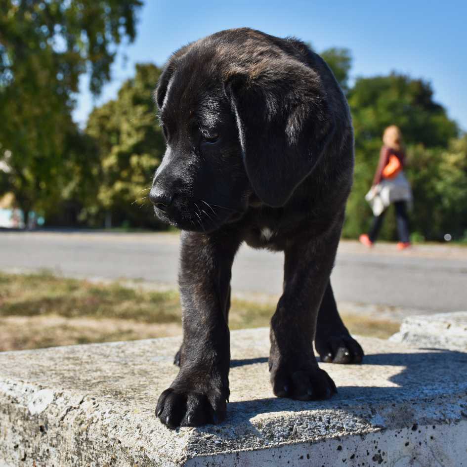 Training the Cane Corso