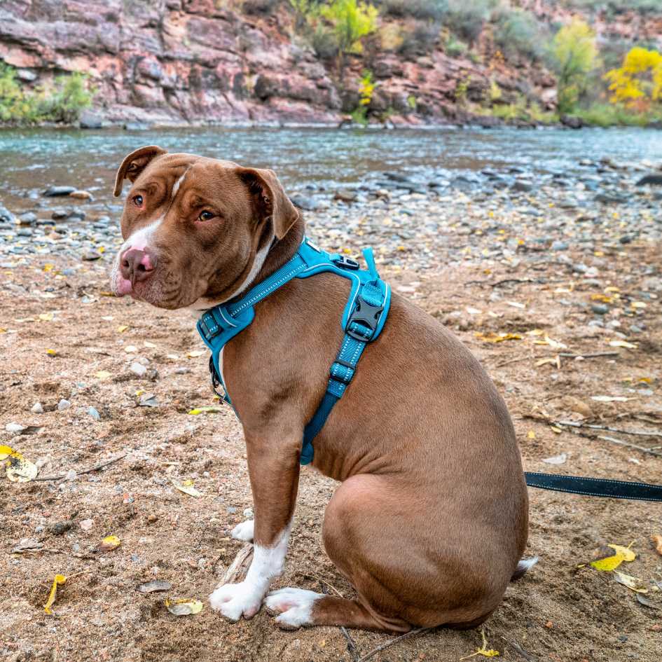 Final Tips for Happy, Hassle-Free Walks