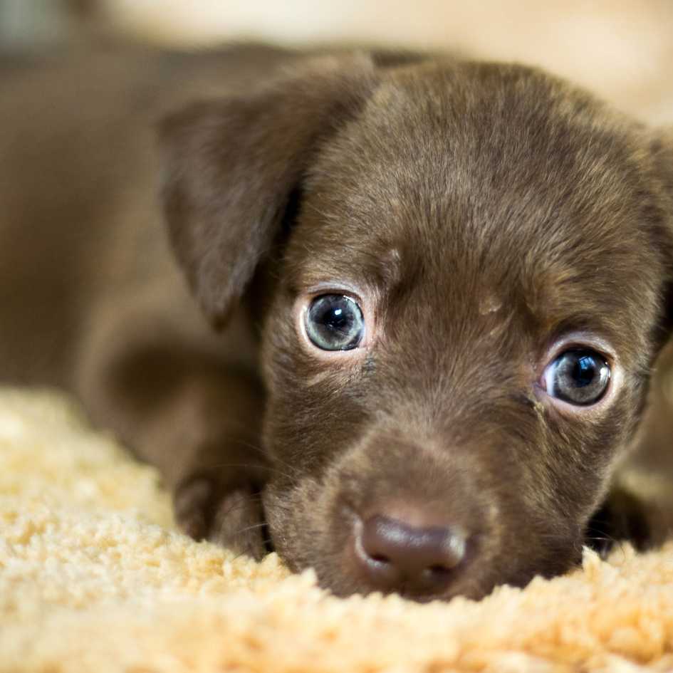 Are Purebred Dogs Better Than Mixed-Breed Dogs