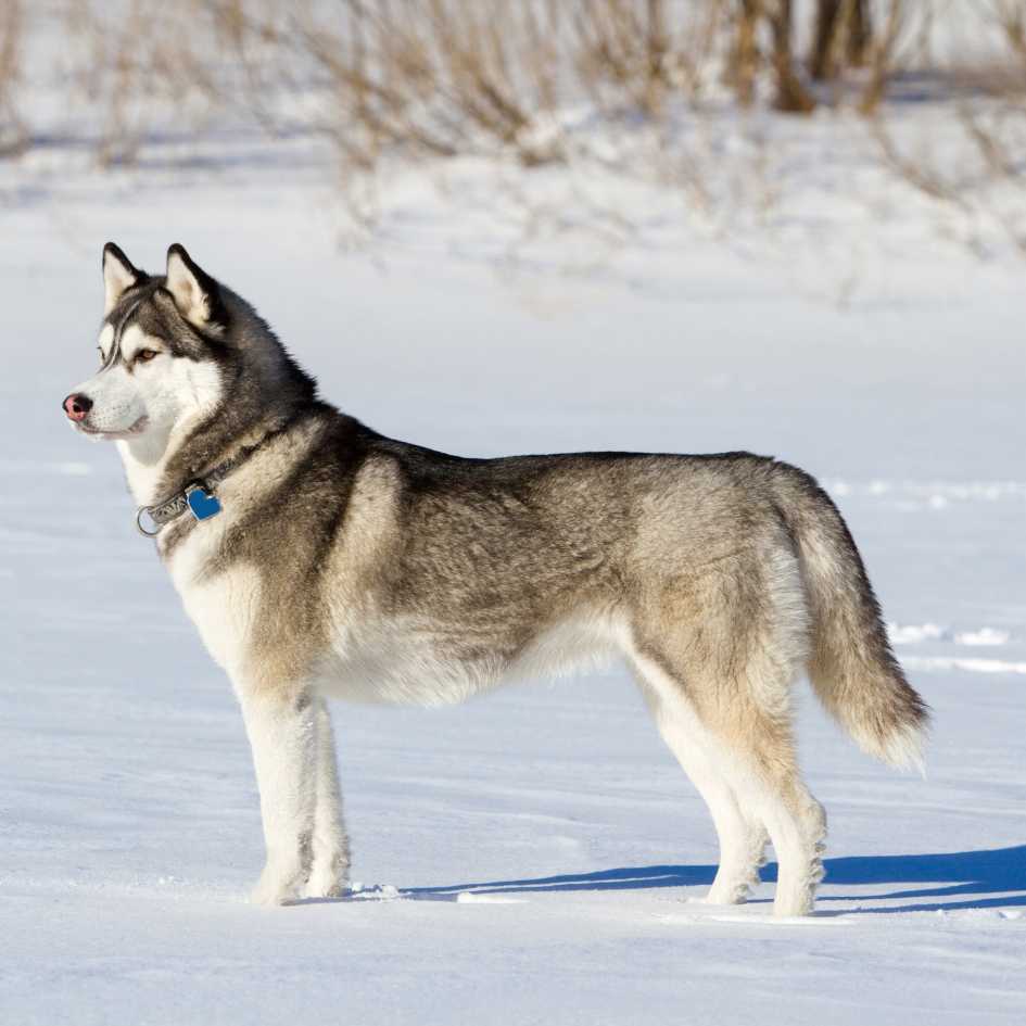 Are Siberian Huskies the Right Breed for You