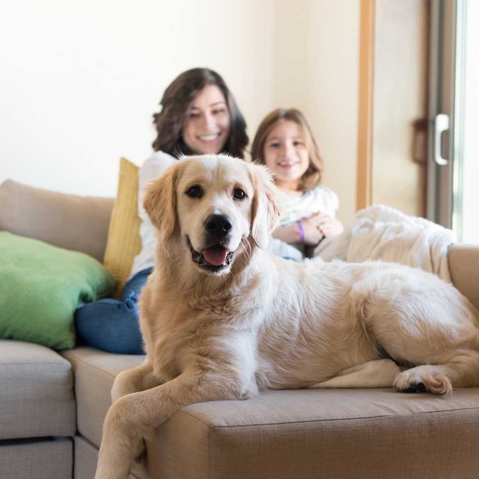Are Some Breeds Better for Families with Children