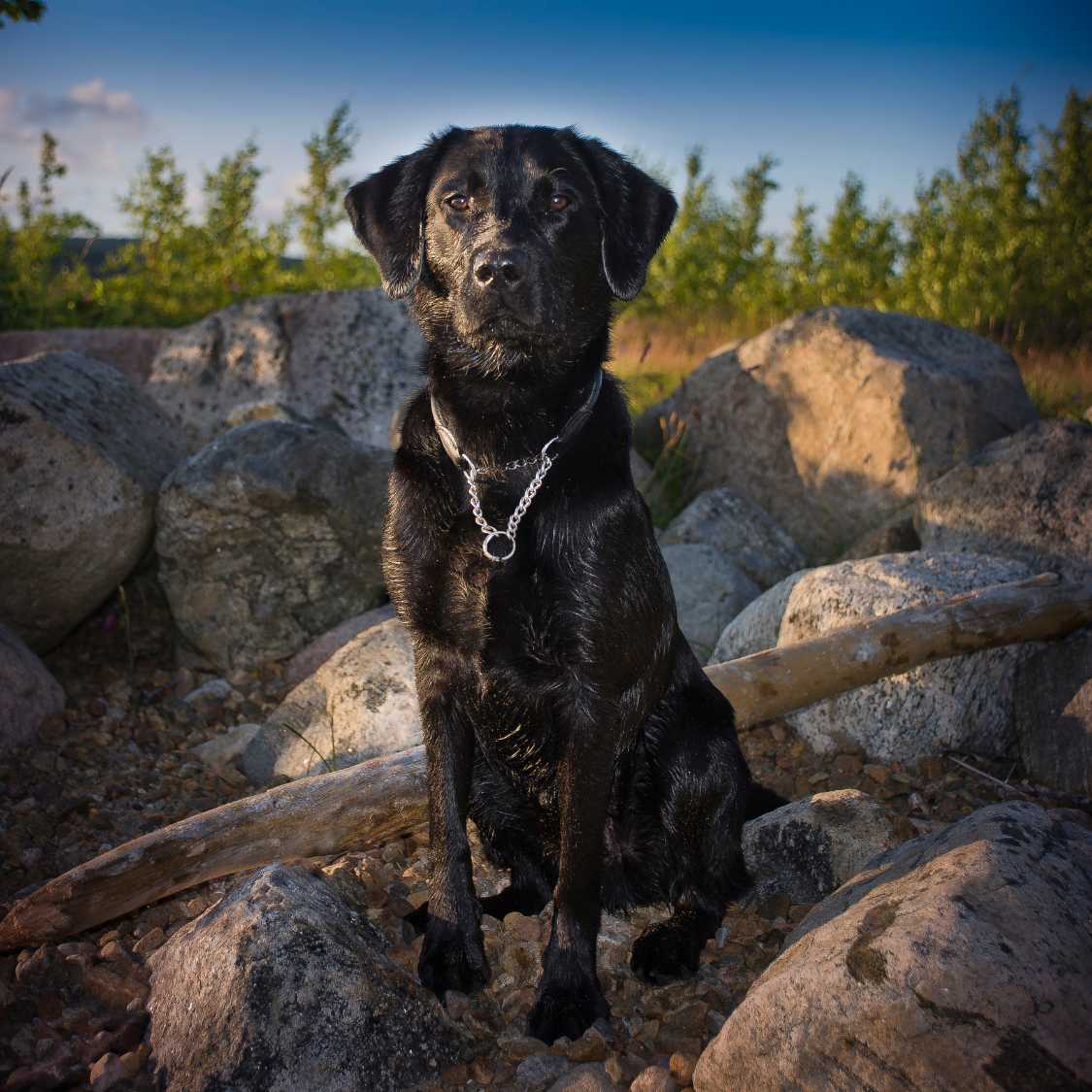 Black Dog