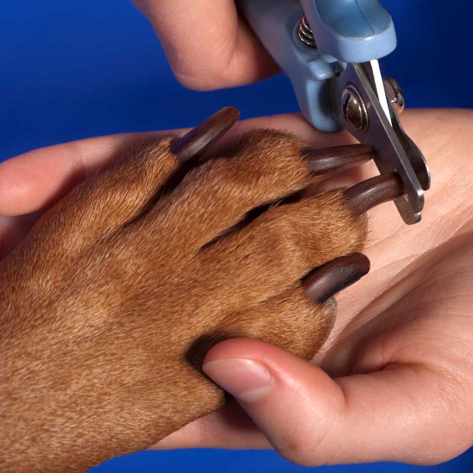 Can You Trim Black Nails Without Hitting the Quick