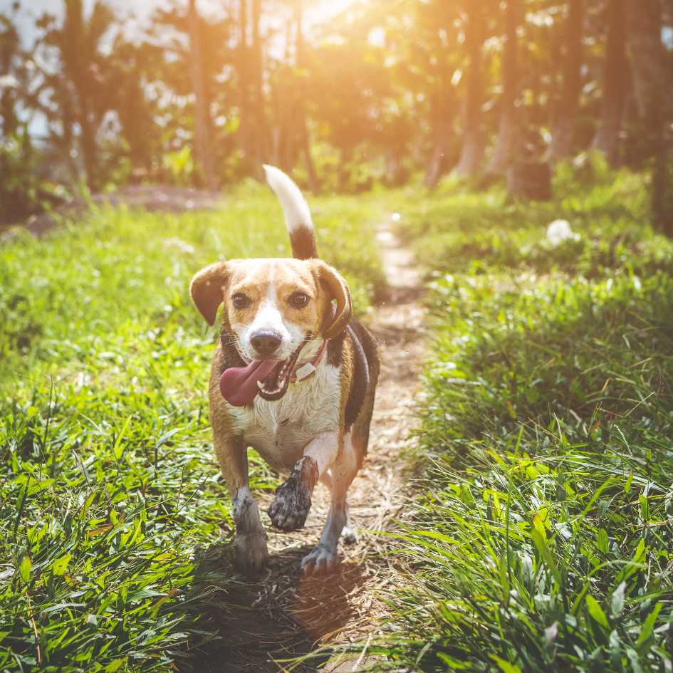 Can a Beagle Thrive in Indian Apartments