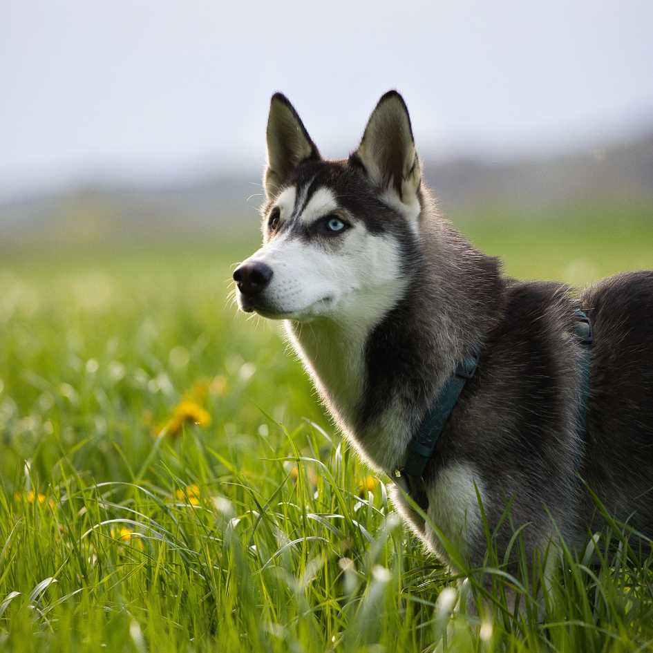 Can a Harness Hurt My Dog