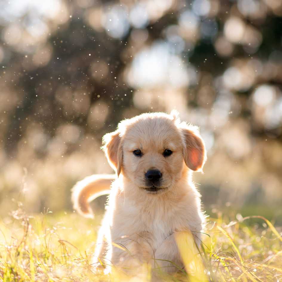 Choosing a Golden Retriever Puppy_ What to Know Before You Buy