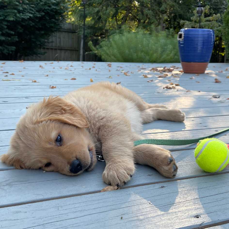 Common Health Issues in Golden Retrievers