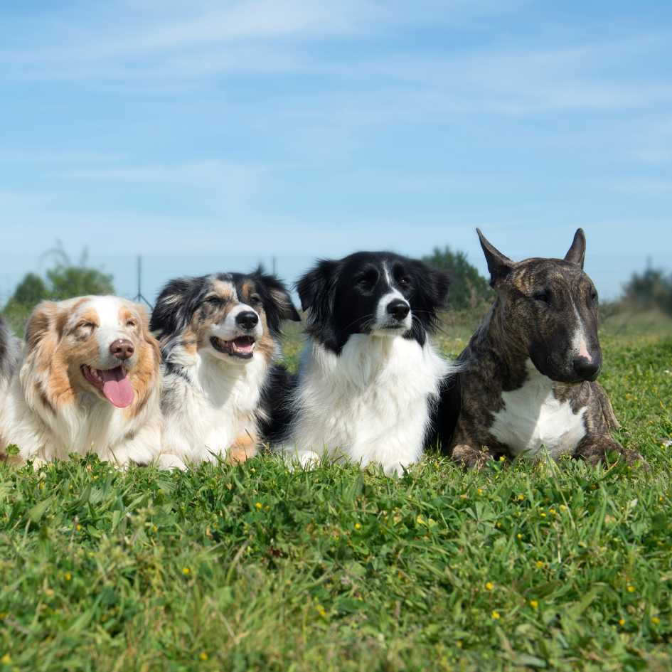 Discover the Best Dog Breed for Your Lifestyle