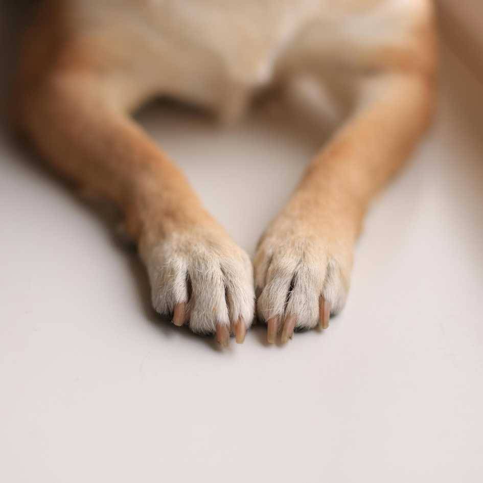 Dog Nail Grinder vs Clipper_ Which One Is Better