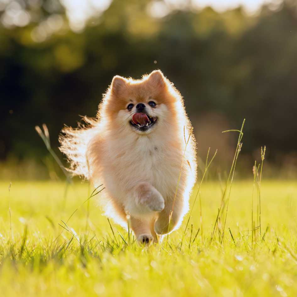 Everything You Need to Know About the Pomeranian