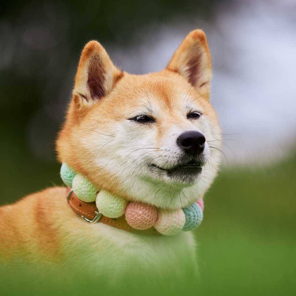FAQs About Shiba Inus