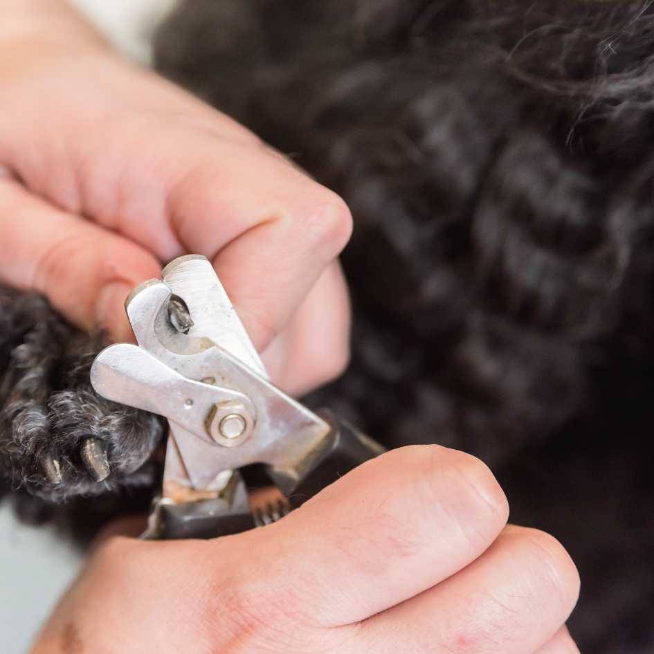 Final Verdict_ Choosing the Right Tool for Your Dog’s Nails
