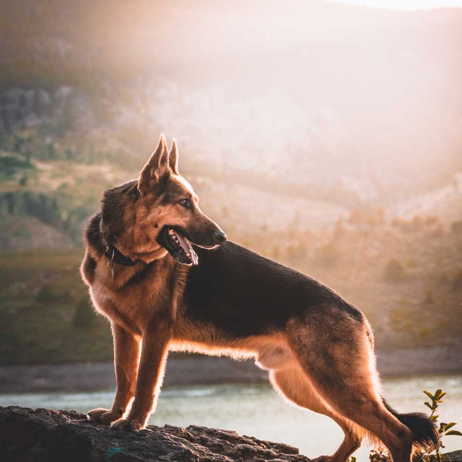 German Shepherd Dog Breed