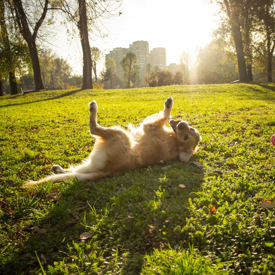 Golden Retriever Temperament_ What Should You Expect