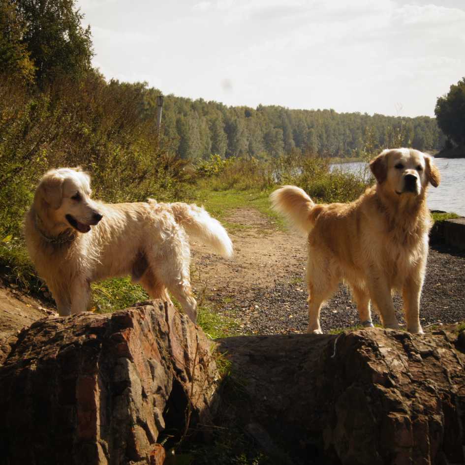 Golden Retrievers