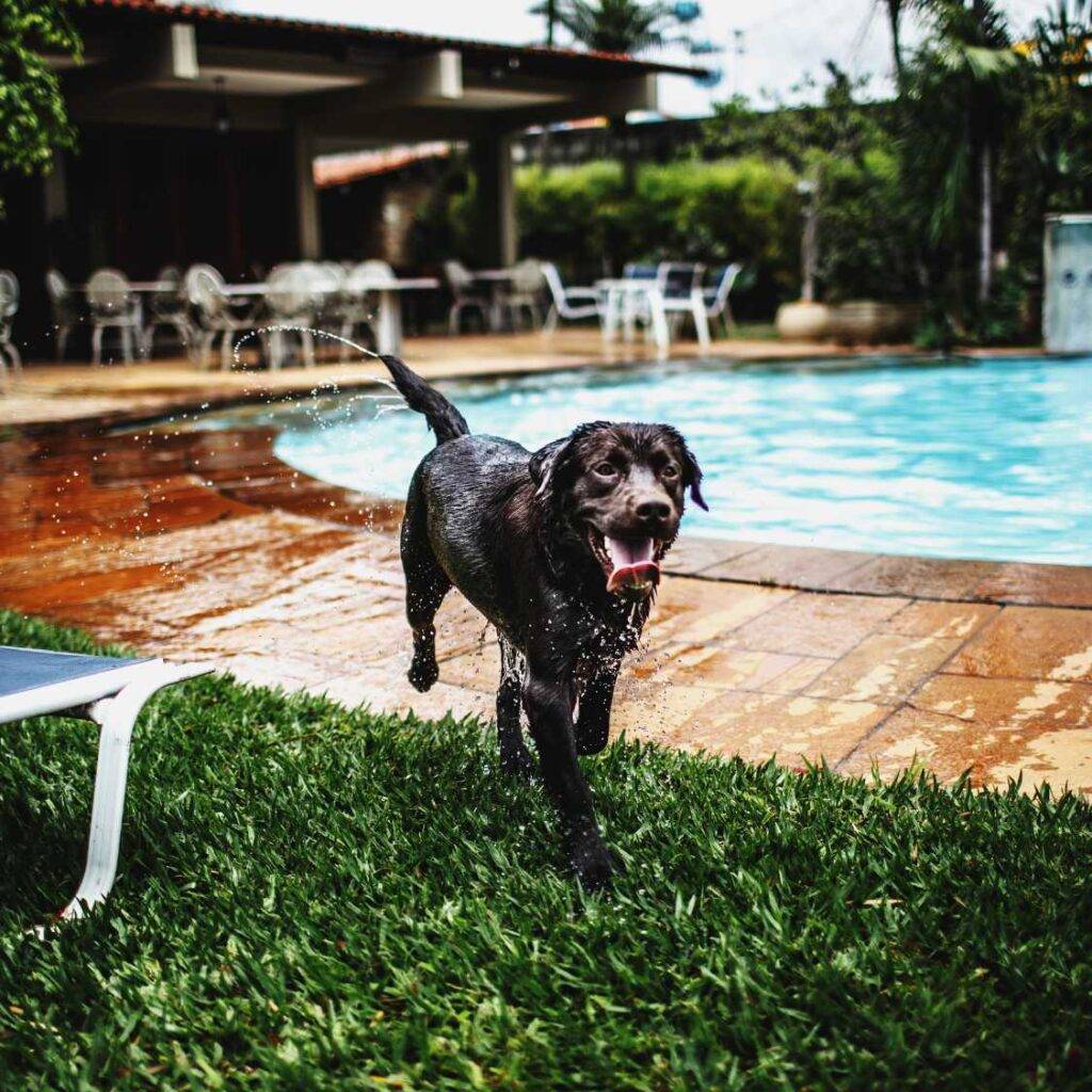 How Can I Care for a Black Dog and Celebrate Their Unique Beauty