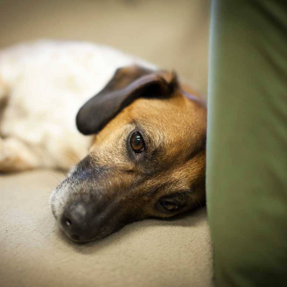 How Can You Tell if Your Dog Is Showing Subtle Signs of Pain