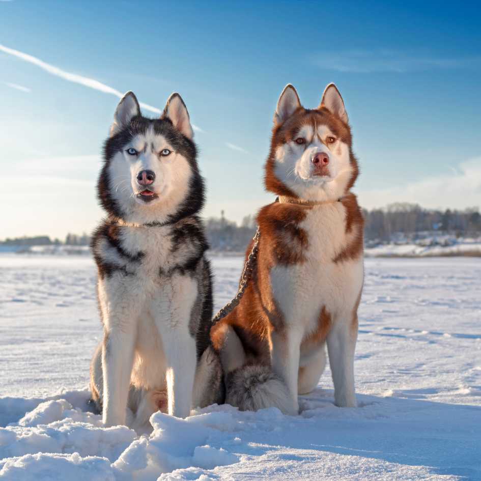 How Did Siberian Huskies Become Famous in the U.S