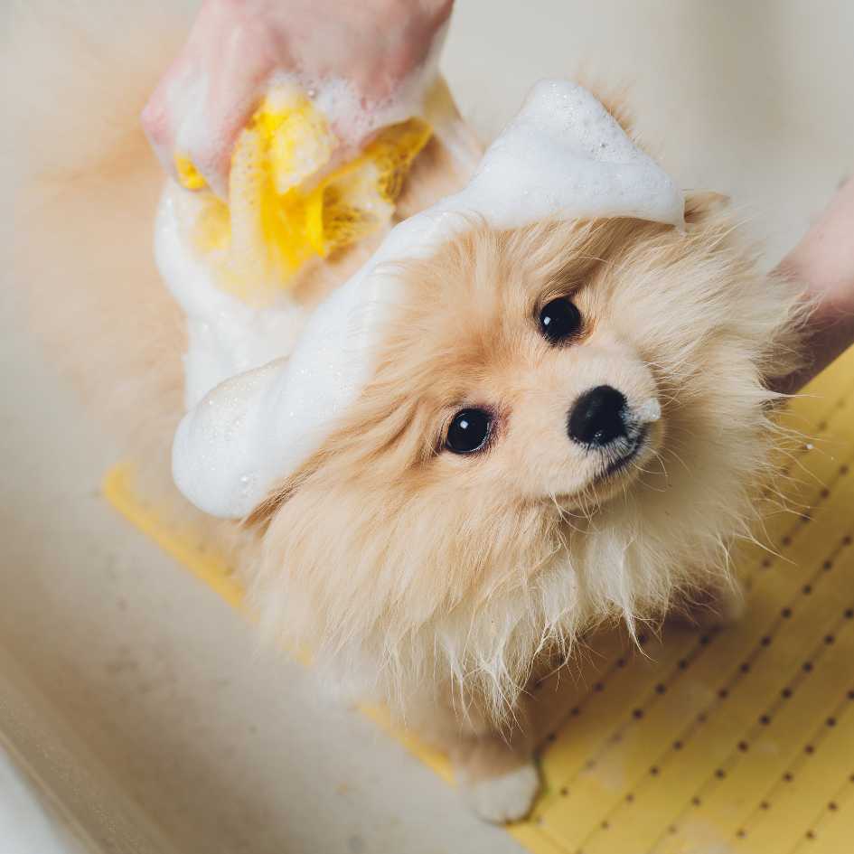 How Do I Properly Groom My Pomeranian
