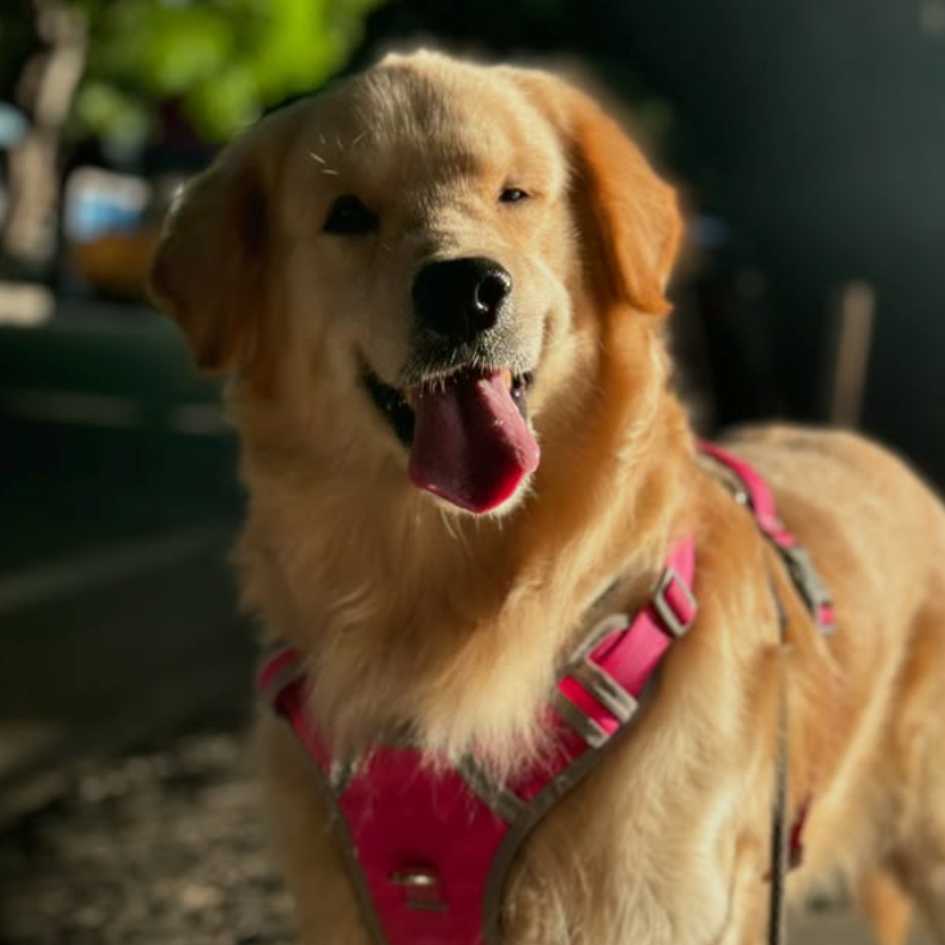 Stop the Struggle: Why a No-Pull Dog Harness Is the Best Way to Train Your Dog