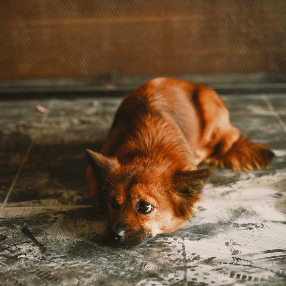 How Do Vocalizations Like Whimpering or Growling Indicate Discomfort