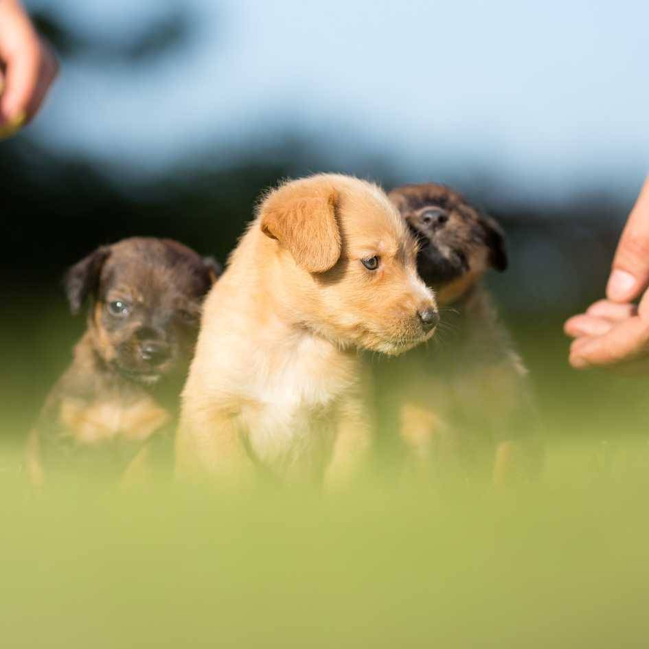 How Do You Choose the Right Dog f