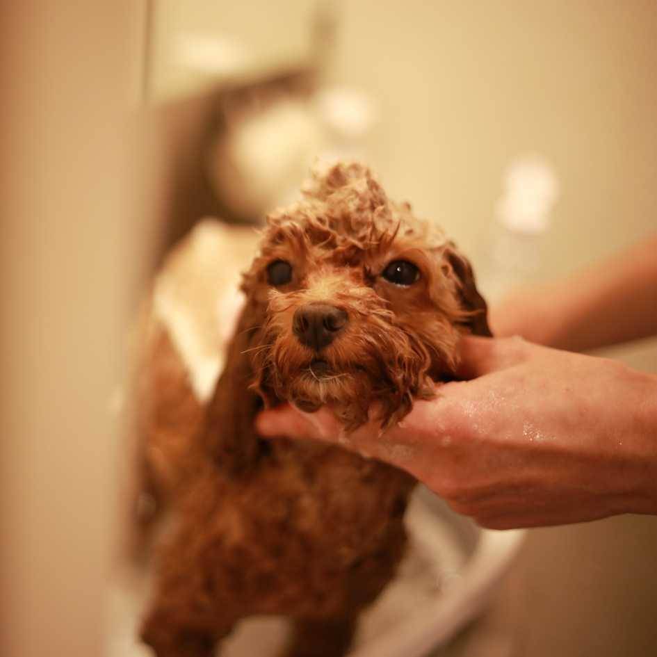 How Do You Properly Brush Your Dog’s Coat