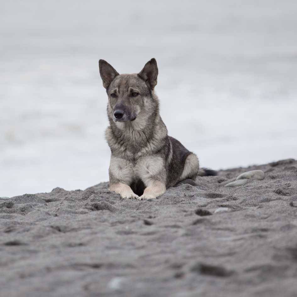 How Does Arthritis or Hip Dysplasia Cause Pain in Dogs