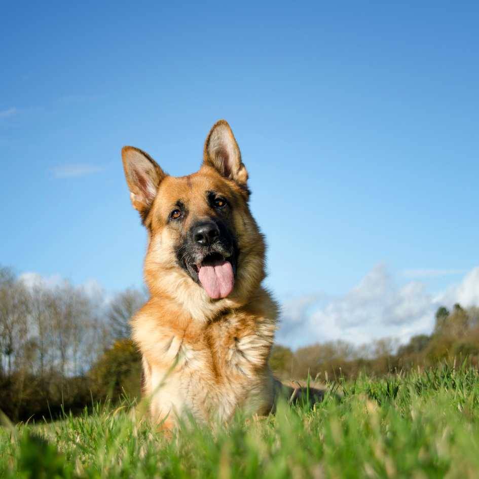 How Does the German Shepherd Compare to Retrievers Like Golden Retrievers or Labrador