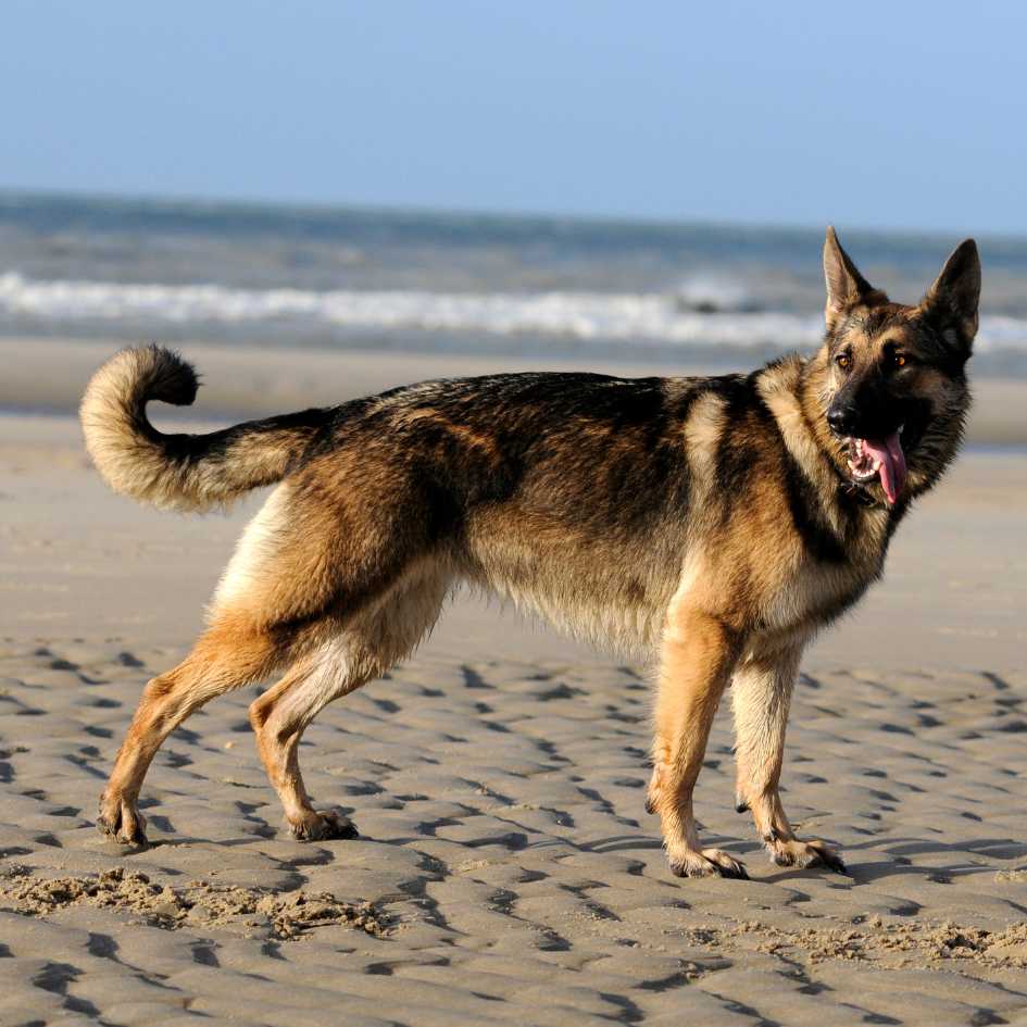 How Long Do German Shepherds Live