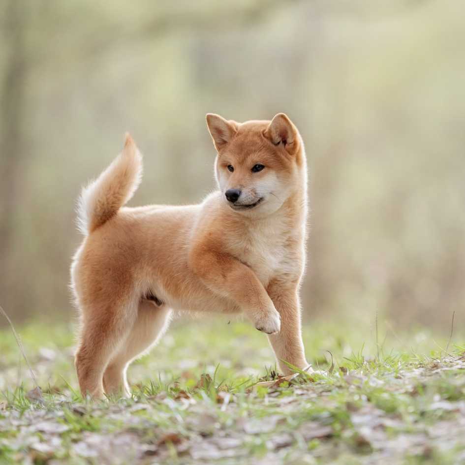 How Long Do Shiba Inus Live
