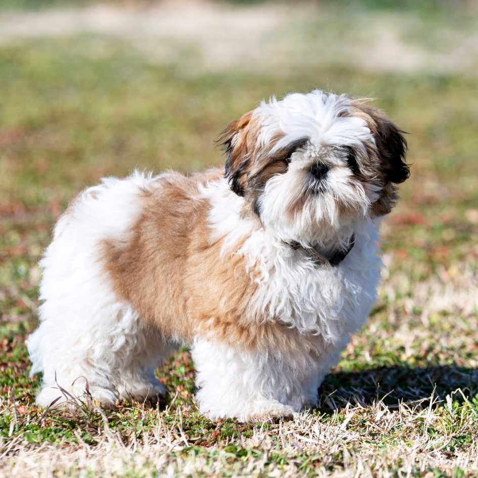 How Long Do Shih Tzus Live and What Affects Their Lifespan